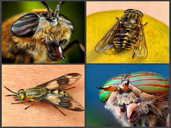 Кусаются ли мухи, – какие, когда и почему