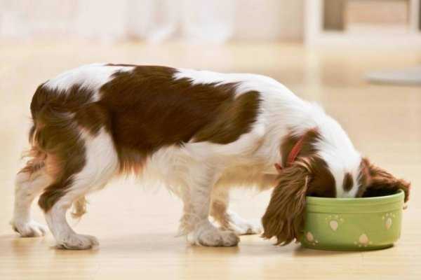 Первые признаки и симптомы укуса клеща у собаки и что нужно делать, чтобы помочь питомцу?