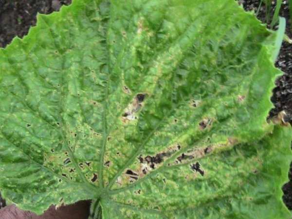 Почвенные (корневые) клещи: почему появляются в комнатных растениях, как их можно обнаружить, чем лечить