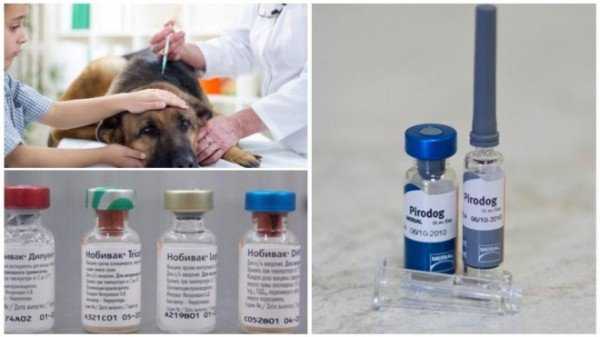 Прививки против клещей для собак — описание, механизм действия, виды вакцин, эффективность