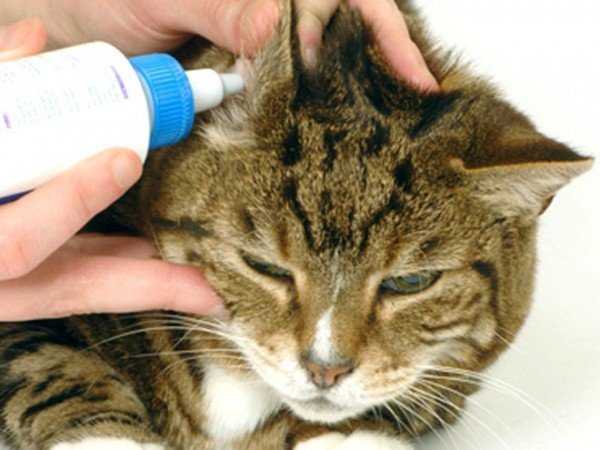 Ушной клещ у кошек — описание, симптомы, причины заражения, эффективное лечение 