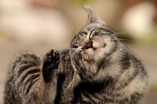 Ушной клещ у кошек — описание, симптомы, причины заражения, эффективное лечение 
