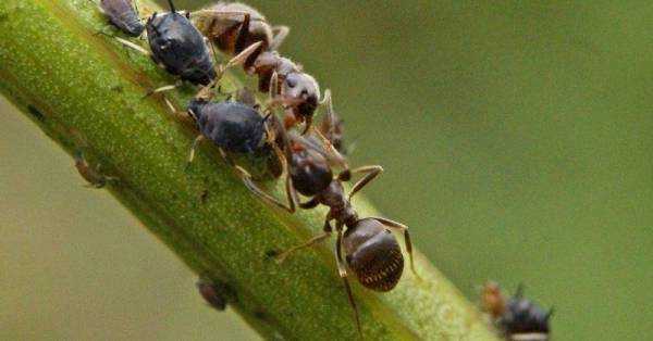 Как избавиться от муравьев в саду и огороде: подбор эффективных средств