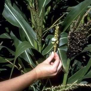 Защита растений от болезней и вредителей различными методами