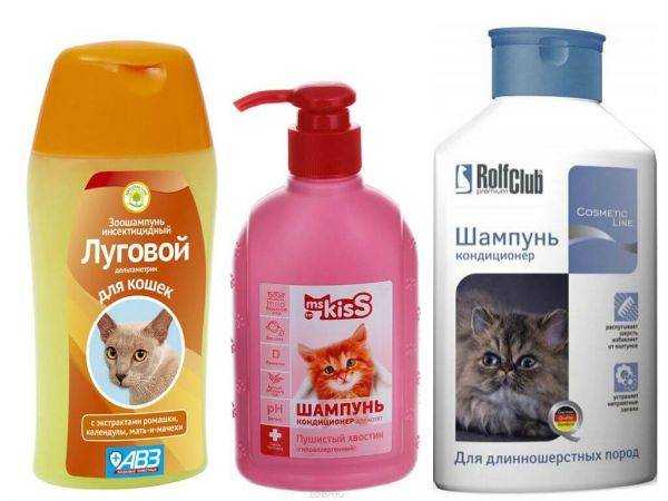 Как выбрать шампунь против блох для кошек и котят