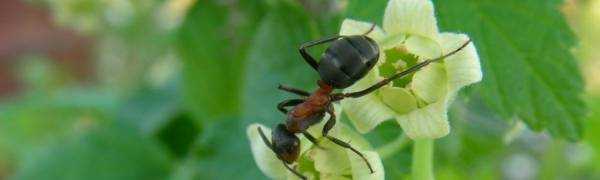 Как бороться с муравьями и тлей на смородине: опрыскивание, народные средства