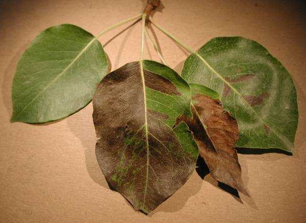 На груше липкие листья – появилась грушевая листоблошка