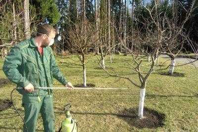 Как сохранить урожай: обработка деревьев от болезней