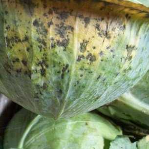 Болезни и вредители капусты: описание и меры борьбы