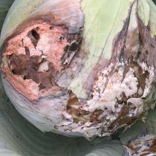 Болезни и вредители капусты: описание и меры борьбы