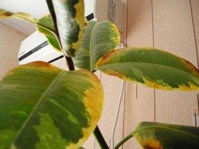 Распространённые болезни комнатных растений: липкие листья