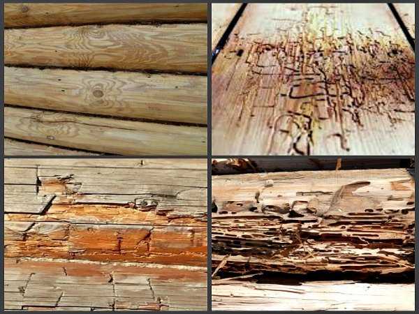 Как избавиться от короеда в деревянном доме, на дачном участке и в лесу
