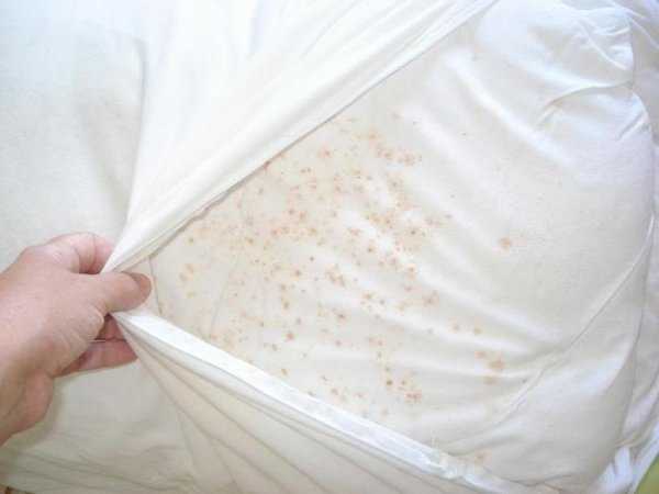 Как избавиться от постельных (пылевых) клещей? Способы борьбы