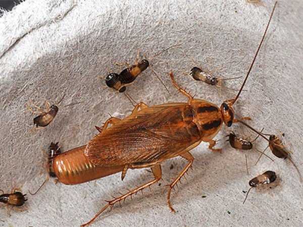Тараканы в квартире – причины возникновения проблемы