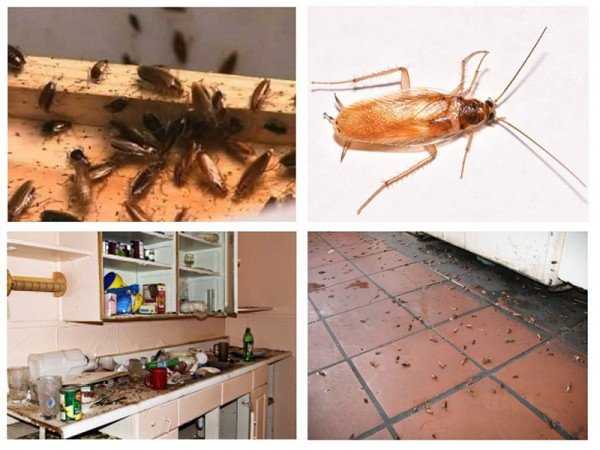 Тараканы в квартире – причины возникновения проблемы