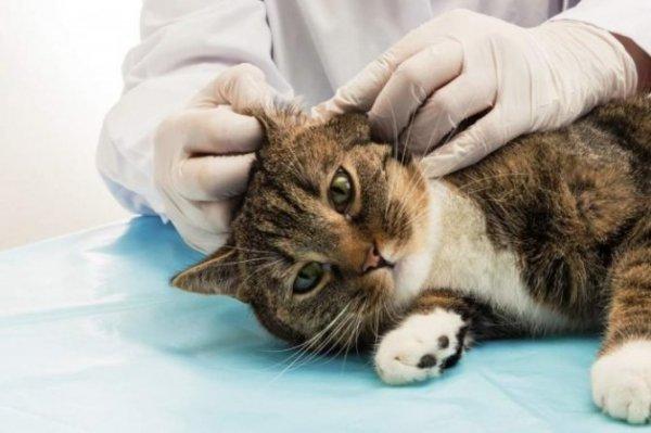 Ушной клещ у кошки: диагностика, симптомы, лечение, препараты