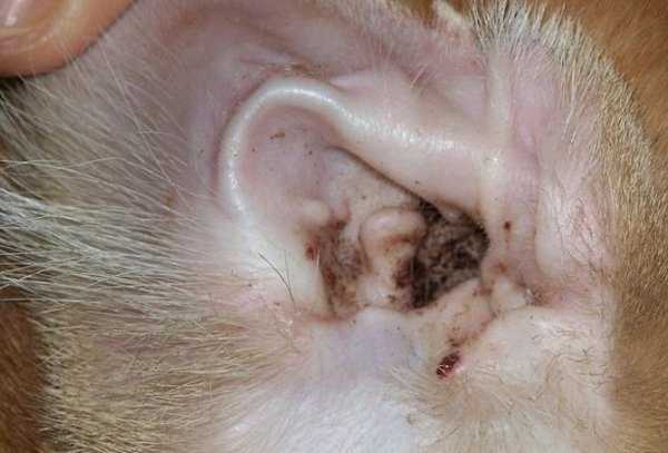 Ушной клещ у кошки: диагностика, симптомы, лечение, препараты