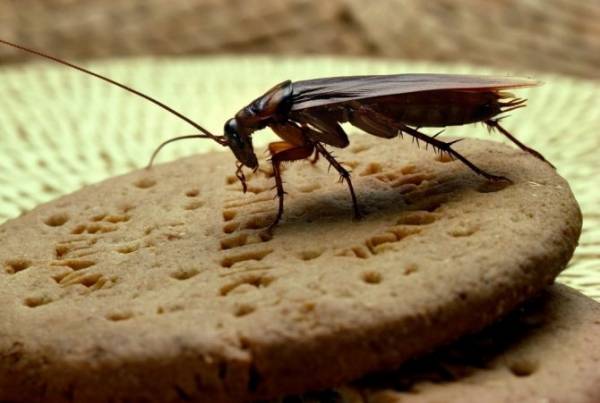Что едят тараканы: какой рацион составить в домашних условиях?