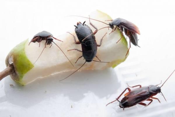 Что едят тараканы: какой рацион составить в домашних условиях?