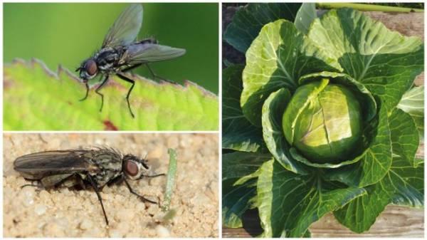 Как избавиться от капустной мухи народными средствами