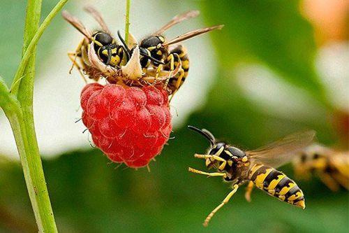 Чем питаются осы и их личинки — любимые и необычные лакомства