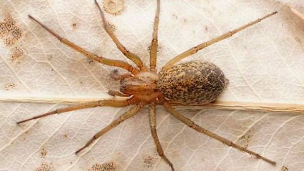 Завелись пауки в квартире: что делать и стоит ли бояться пауков