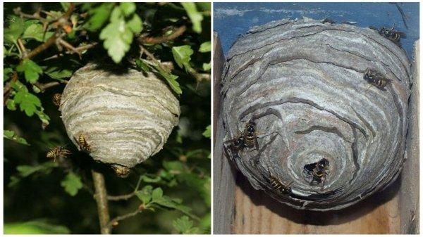 Дикие осы — как вывести и уничтожить их улей?