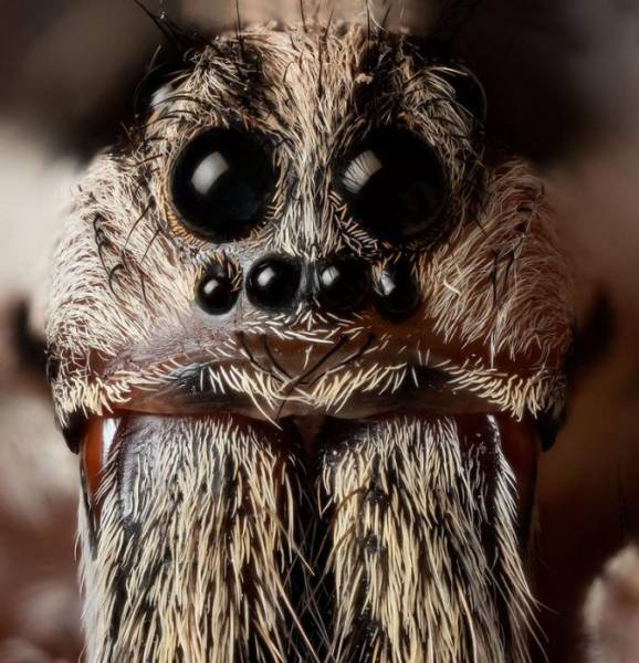 Глаза паука, сколько пар, где находятся и зачем так много?