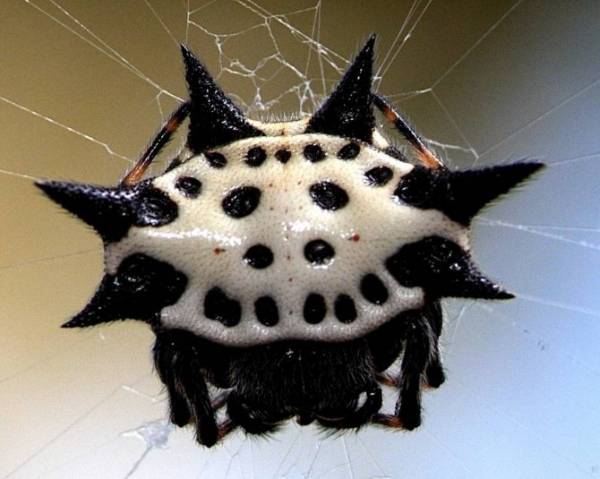 Глаза паука, сколько пар, где находятся и зачем так много?