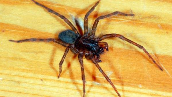 Завелись пауки в квартире: что делать и стоит ли бояться пауков