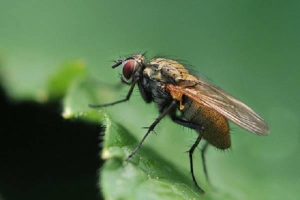 Как избавиться от капустной мухи народными средствами