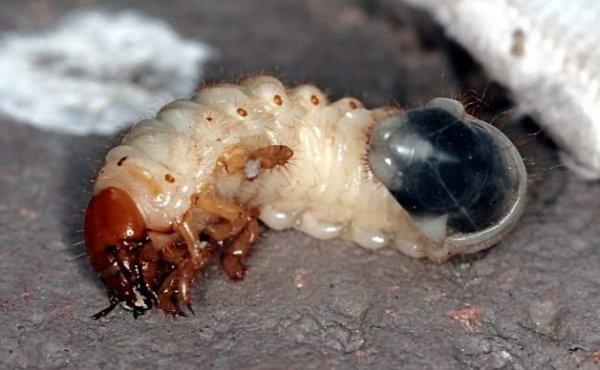 Борьба с личинками майского жука: основные методы