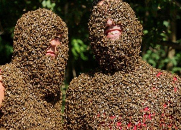 Отличия осы от пчелы и шмеля, чем отличается их жало и укус