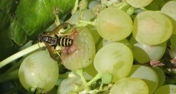 Как спасти виноград от пчел и ос: обзор методов