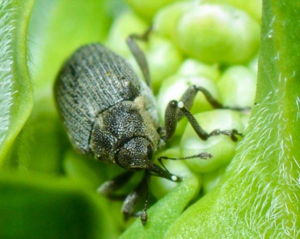 Какой вред причиняет луковая моль? Эффективные способы борьбы с опасным насекомым на огороде