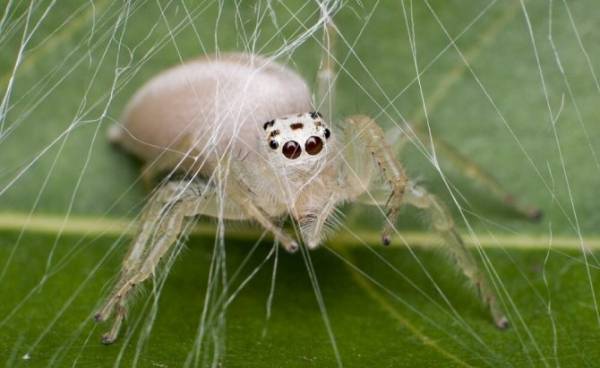 К чему снится женщине паук во сне? Сонник: цветные пауки, много маленьких пауков, убить черного паука