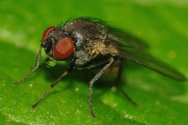 Какой вред причиняет луковая моль? Эффективные способы борьбы с опасным насекомым на огороде