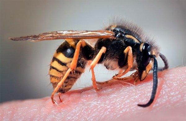 Черная оса: место обитания, вред и польза, опасны ли чёрные осы для человека