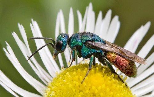 Чем питаются взрослые насекомые и их личинки