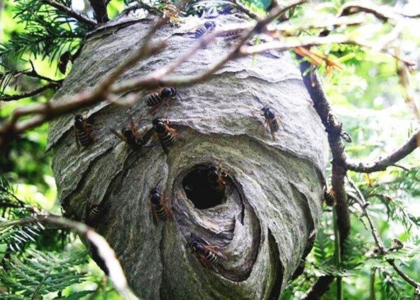 Гнездо осы: строение и уникальные свойства