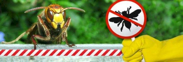 Чего боится оса: как отпугнуть ос на улице, что отпугивает, что не любят осы