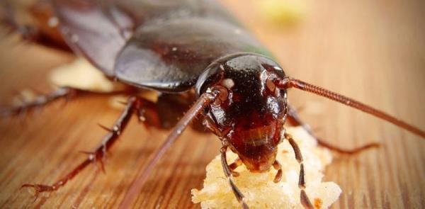 Как выбрать самую лучшую и эффективную отраву для тараканов