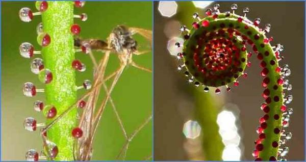 какое растение умеет хватать мух собственными листьями как руками