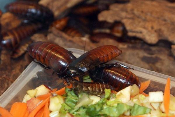 Мадагаскарский таракан: описание насекомого и особенности содержания