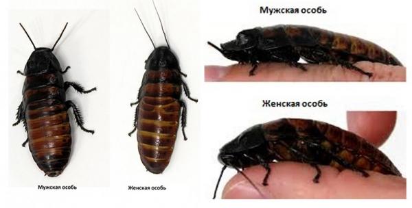 Мадагаскарский таракан: описание насекомого и особенности содержания