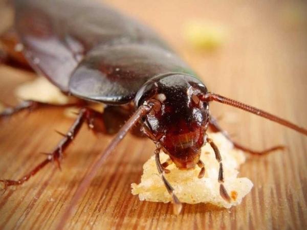 Прусаки – домашние рыжие тараканы
