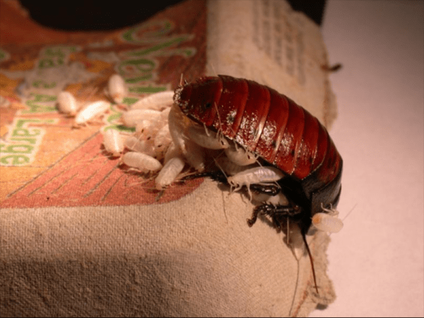 Размножение тараканов: сколько особей может вылупиться из одного яйца?