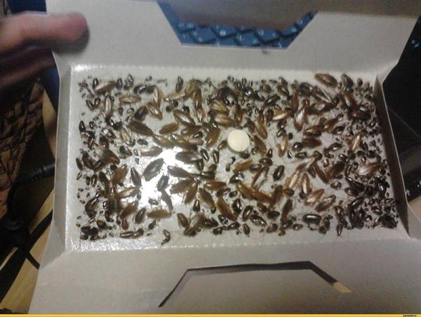 Разновидности ловушек для тараканов, насколько они эффективны на практике