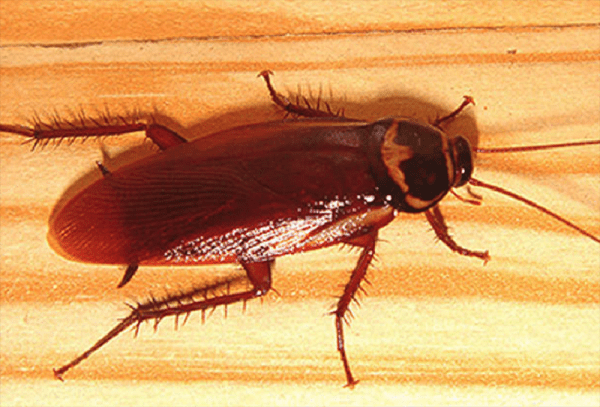 Тараканы: почему их называют Стасиками, и другие интересные факты из их жизни