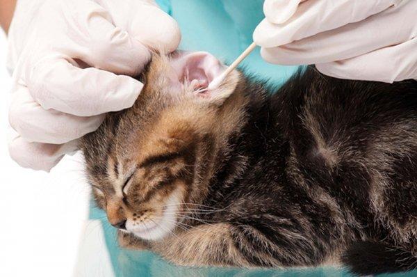 Ушной клещ у кошек – методы лечения и диагностики заболевания